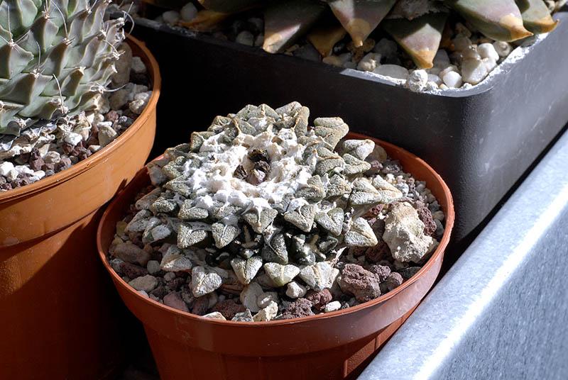 Ariocarpus kotschoubeyanus.jpg